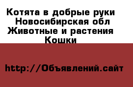 Котята в добрые руки - Новосибирская обл. Животные и растения » Кошки   